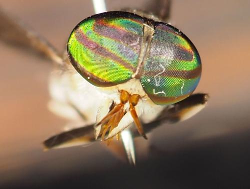 Réf. 309 342 : Tabanus antarcticus